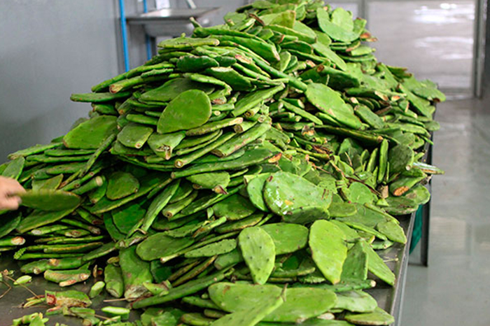 Nopales usados como fertilizante orgánico.