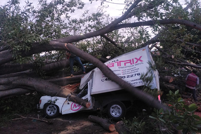 Personal de emergencias retirando las ramas de un árbol colapsado sobre vehículos en Apatzingán.