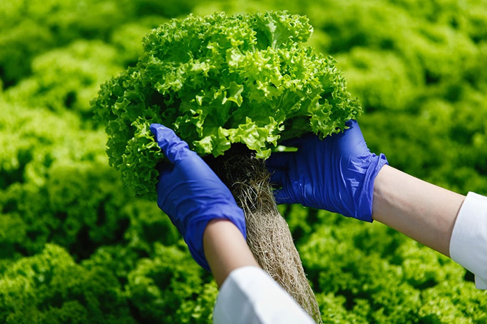 Cultivos agrícolas y supervisiones sanitarias vinculadas a la exportación de alimentos en México.