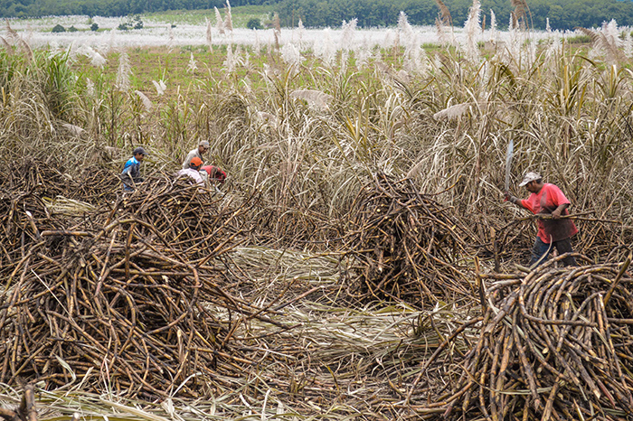 Producción de caña de azúcar en campos de cultivo en México.