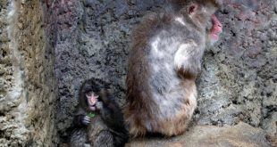 El macaco japonés Punch, que se viralizó por su peluche de consuelo tras ser rechazado por su madre, junto a un macaco adulto en una foto de archivo cuando tenía siete meses.