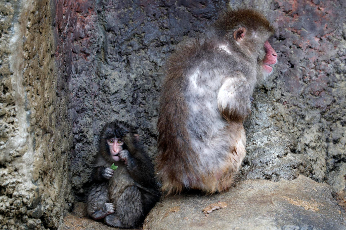 El macaco japonés Punch, que se viralizó por su peluche de consuelo tras ser rechazado por su madre, junto a un macaco adulto en una foto de archivo cuando tenía siete meses.