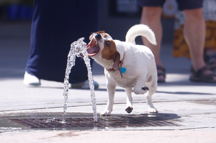 Perrito mordiendo agua