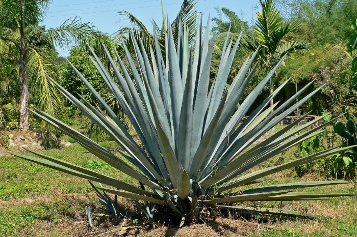 Campo de agave tequilero abandonado con signos de plaga en la zona de denominación de origen