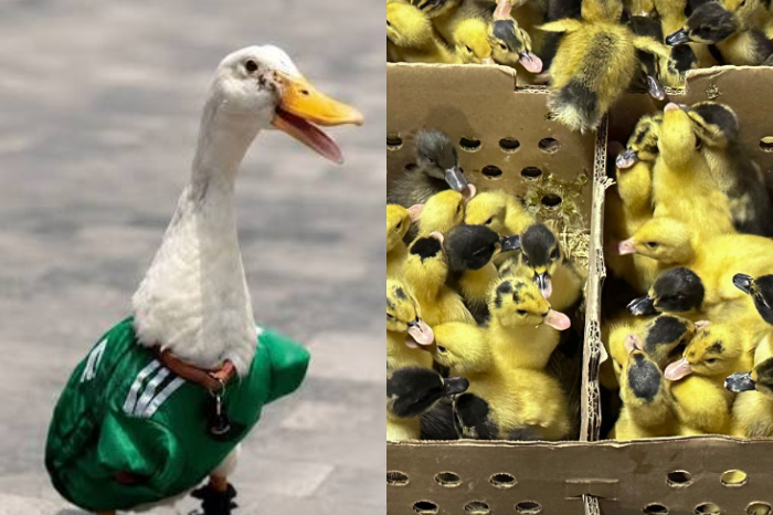 Crias de pato Pekin americano hacinadas en cajas de carton en mercado de la alcaldia Venustiano Carranza