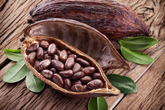 mazorcas de cacao nativo