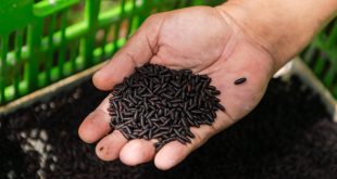 Mosca causante del gusano barrenador del ganado en laboratorio de esterilizacion