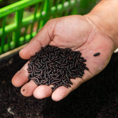 Mosca causante del gusano barrenador del ganado en laboratorio de esterilizacion