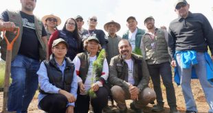 Personas plantando árboles nativos en bosque de Michoacán