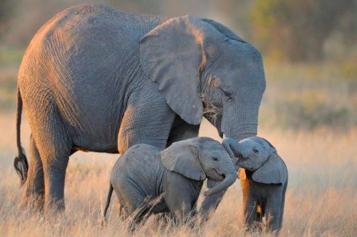 Elefante africano de pie sobre la tierra percibiendo vibraciones del suelo