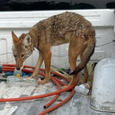 Ejemplar de coyote mexicano resguardado por las autoridades de la FGE.