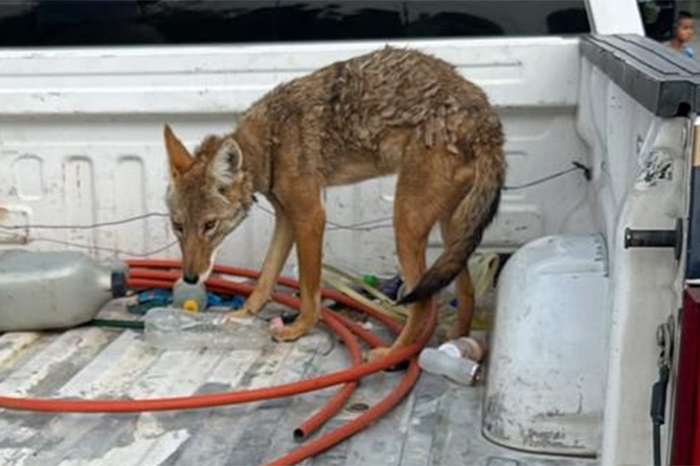 Ejemplar de coyote mexicano resguardado por las autoridades de la FGE.