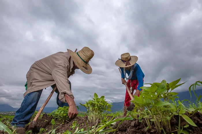 Campesinos trabajando la tierra en medio de condiciones climáticas severas.