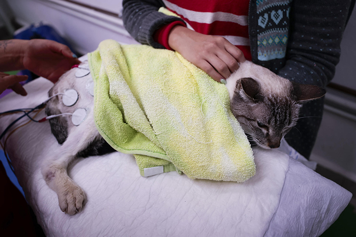 Representación de la atención veterinaria moderna, destacando el uso de servicios digitales y consultas especializadas para mascotas.