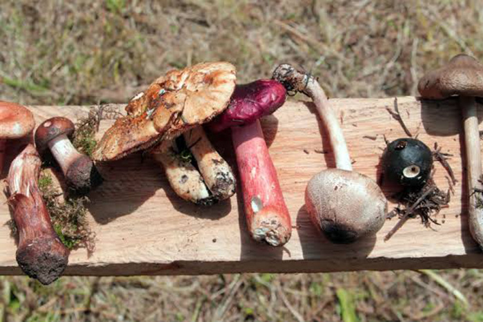 Hongos silvestres de Michoacán durante actividades de aprovechamiento y promoción del Fungi Fest Morelia.