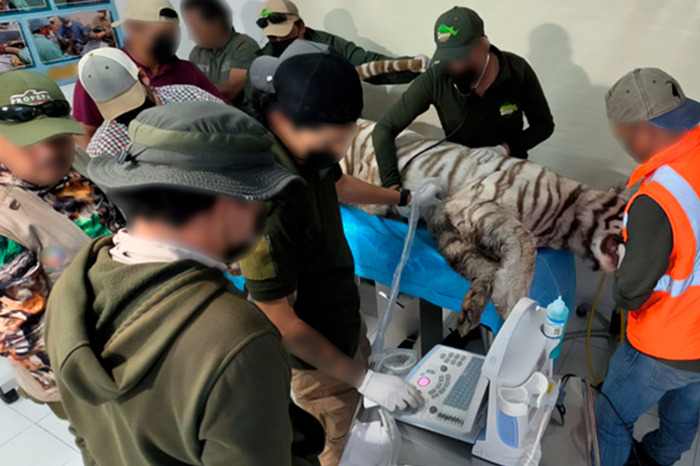 El tigre de bengala kenzo murió pese a recibir atención médica