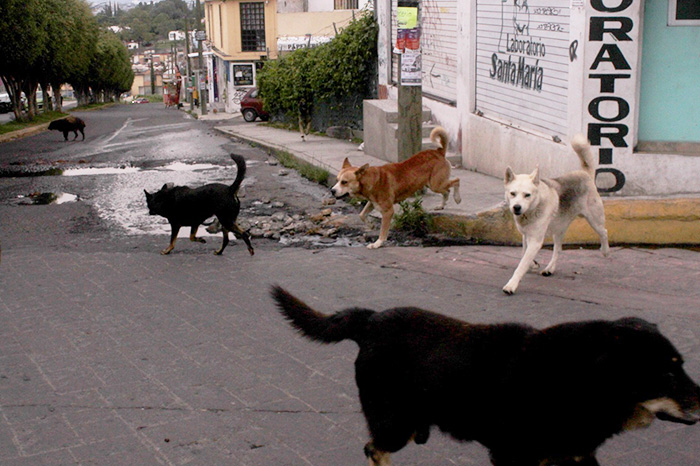 México registra cerca de 18 millones de perros abandonados y lidera América Latina en esta problemática.