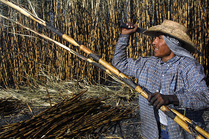 Cargamento y producción listos para las exportaciones de azúcar de México hacia Estados Unidos