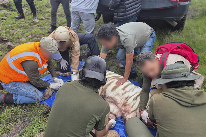 Operativo de las autoridades ambientales en el recinto donde se encontraba el tigre Kenzo en el Estado de México.