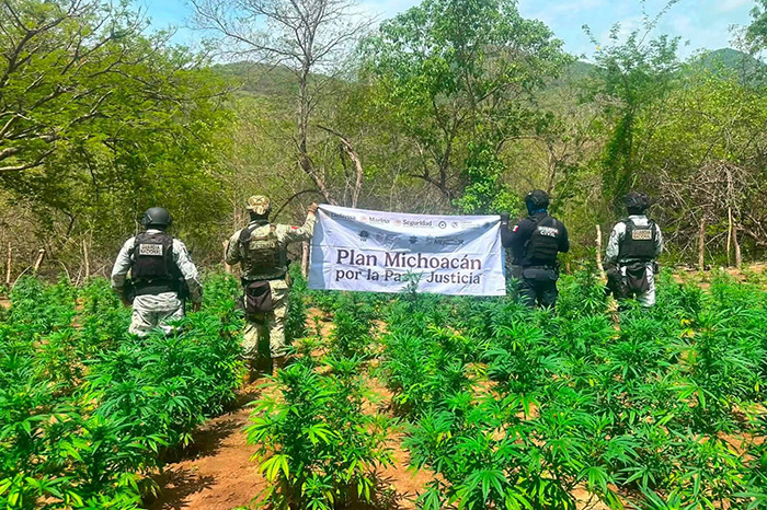 Efectivos del Ejército Mexicano y la Guardia Civil destruyen plantíos de marihuana en el estado de Michoacán
