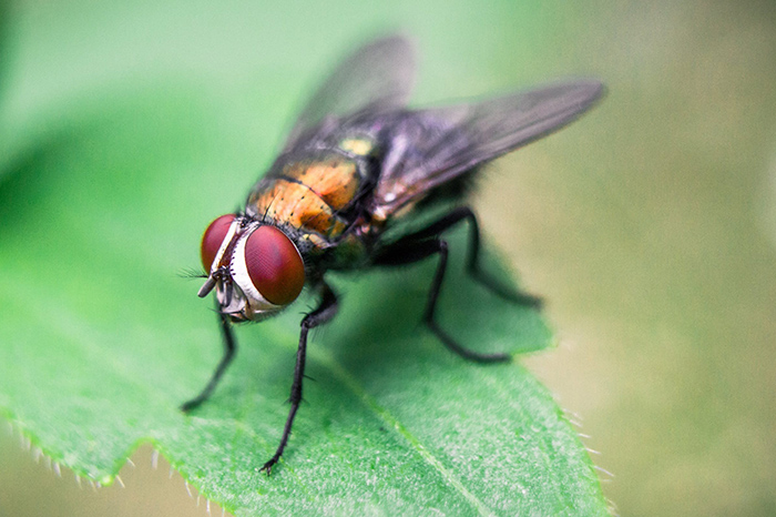 Mosca estéril para combatir al gusano barrenador.