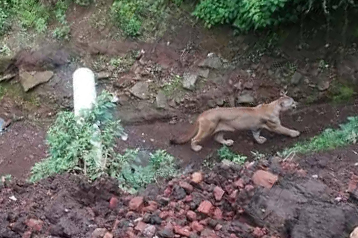 Puma y su cría entre huertas de aguacate en Tancítaro, Michoacán.