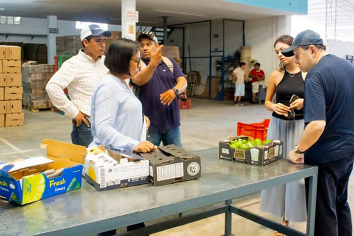 Productores agrícolas empacan los cítricos con los que exportan 21.4 toneladas de limón persa a Rusia