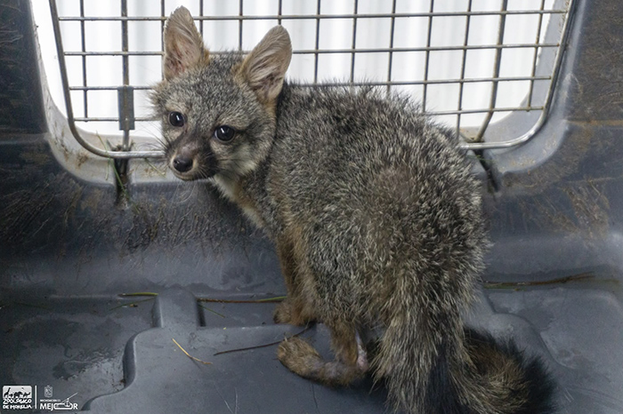Ejemplar de zorro gris atendido por el equipo veterinario del Parque Zoológico Benito Juárez en Morelia, Michoacán.