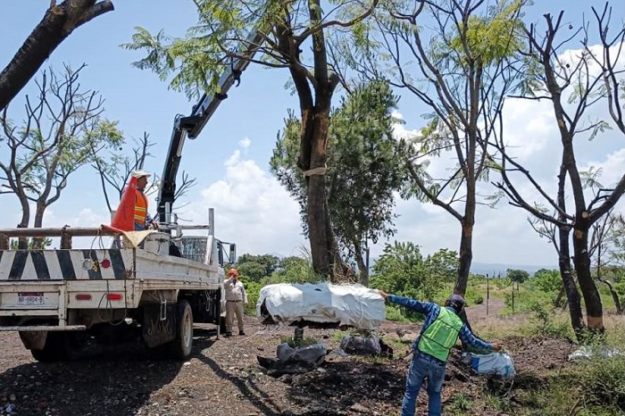 Sedum intensifica rescate y trasplante de árboles en el trayecto del Morebús