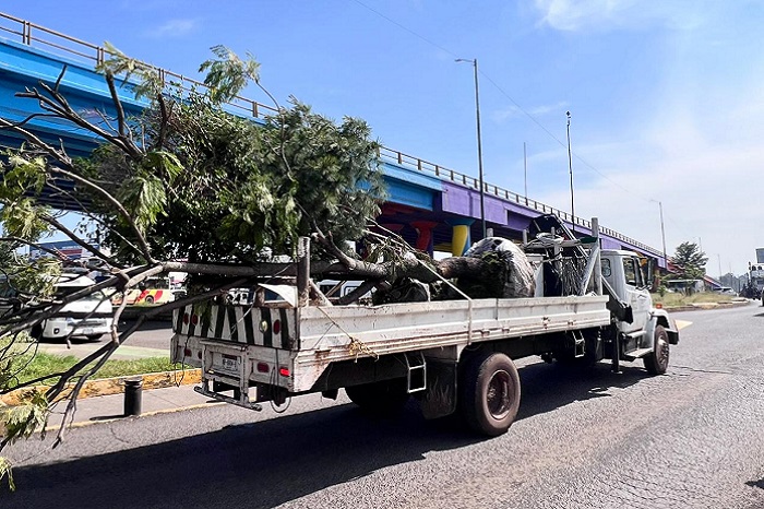 Sedum trasplanta 28 árboles a la salida a Quiroga para mejorar su desarrollo