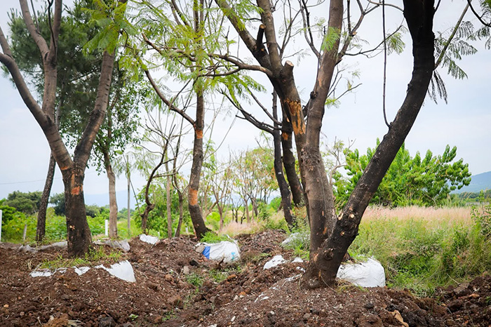 Vegetación y árboles ubicados a lo largo de las vialidades donde se desarrollan trabajos del Morebús.