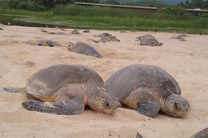 Tortuga marina llegando a desovar durante la arribazón masiva en las costas de Michoacán.