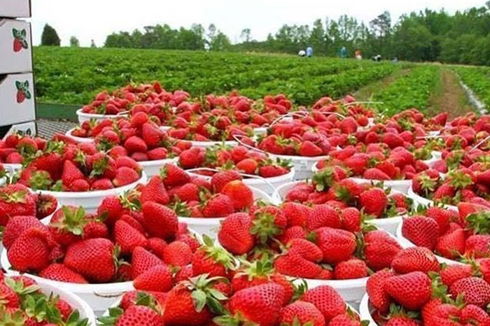 Cultivo de fresa en México en riesgo por investigación antidumping de Estados Unidos.