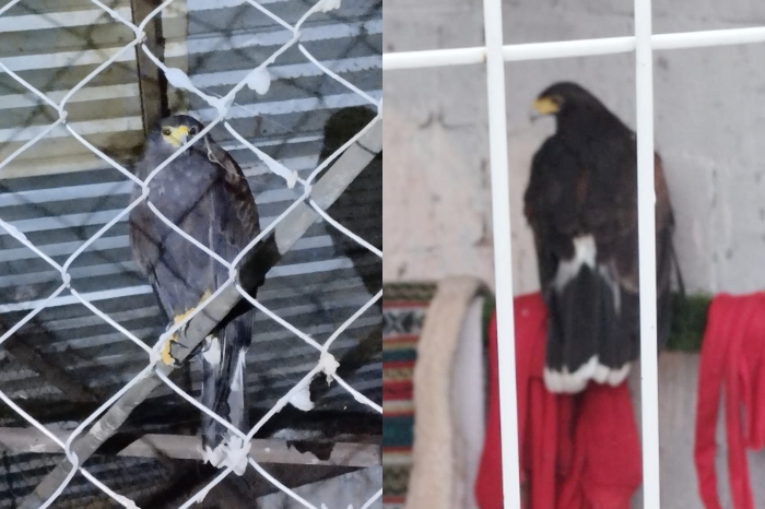 La FGE aseguró a un ejemplar de aguililla de Harris durante un cateo en la colonia Santa Bárbara por el delito de maltrato animal.