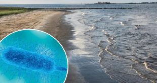 Las infecciones mortales por bacterias come-carne aumentan en EUA