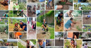 Ciudadanos plantando árboles en un área verde urbana durante una jornada ecológica.