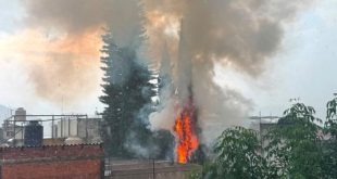Árbol se incendia tras caerle un rayo