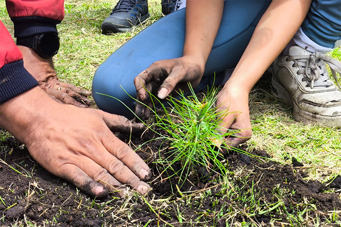 Jornada de reforestación nacional en zonas forestales de México.