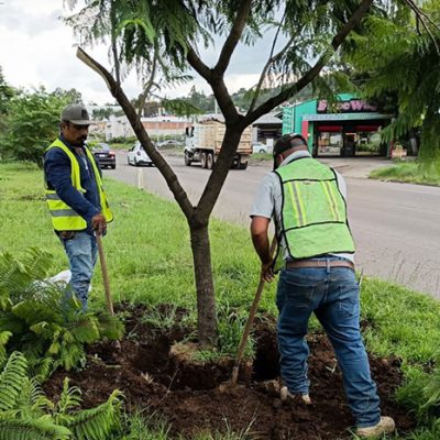 Labores de reforestación y plantación de árboles jóvenes en un área verde urbana de Morelia.