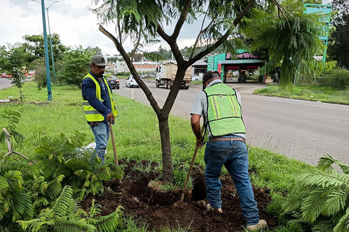 Labores de reforestación y plantación de árboles jóvenes en un área verde urbana de Morelia.