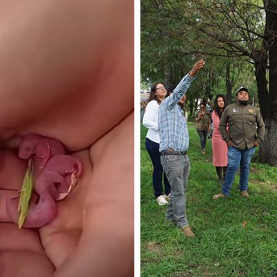 Personal especializado atendiendo el resguardo de fauna silvestre en un área urbana arbolada.