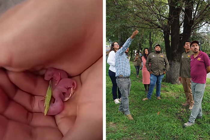 Personal especializado atendiendo el resguardo de fauna silvestre en un área urbana arbolada.