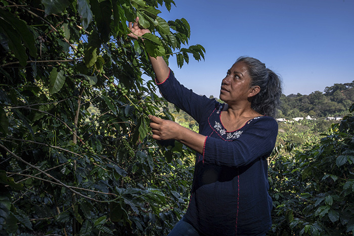 Indígenas y afromexicanos reciben apoyos de Producción para el Bienestar