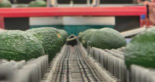 Cajas con frutos de aguacate empacados en una planta agroindustrial de la región michoacana.