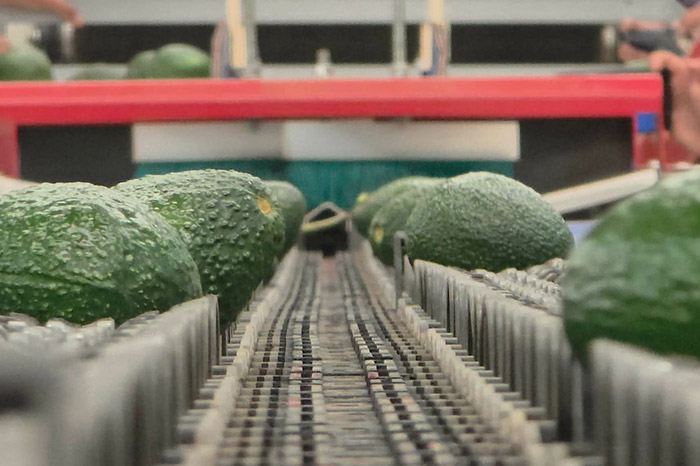 Cajas con frutos de aguacate empacados en una planta agroindustrial de la región michoacana.