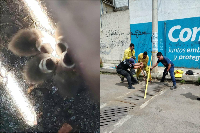 Bomberos rescatan a cinco patitos atrapados en una alcantarilla de la colonia Campestre Los Manantiales en Morelia.