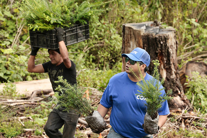 Voluntarios plantan árboles durante una jornada de reforestación en Ocoyoacac, Estado de México.