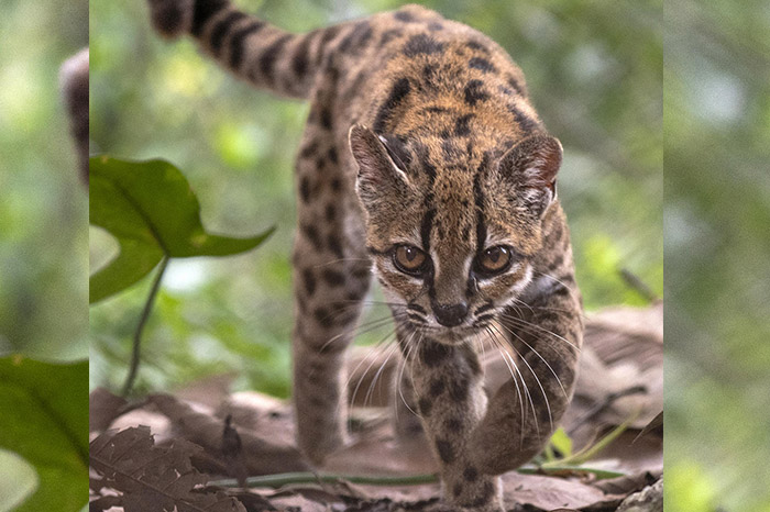 Pequeño felino silvestre resguardado en una zona boscosa de los Yungas en Bolivia.