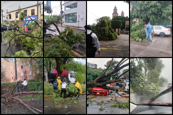 Caen árboles en Morelia por tormenta y dañan vehículos