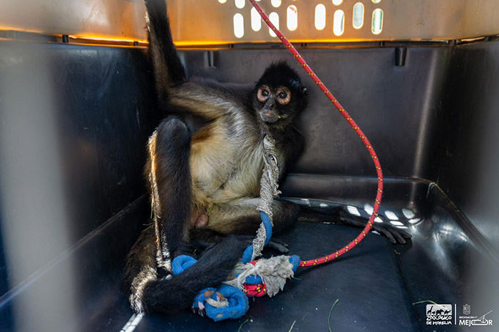 Ejemplar de mono araña en las instalaciones de atención médica del Zoológico de Morelia.